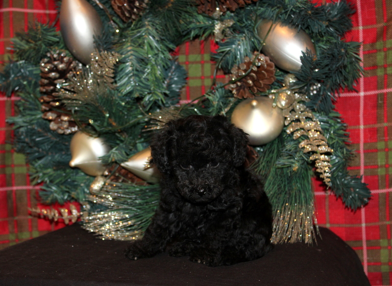 puppy, for, sale, Mini Poodle, Matthew B. Stoltzfus, dog, breeder, Gap, PA, dog-breeder, puppy-for-sale, forsale, nearby, find, puppyfind, locator, puppylocator, aca